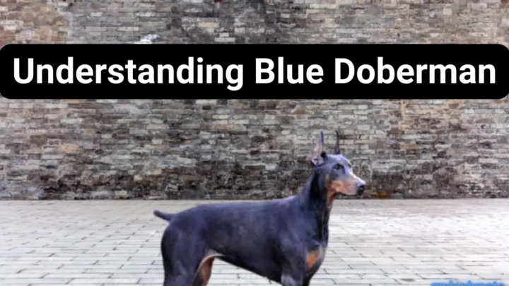 Understanding Blue Doberman: From Coat Color to Care