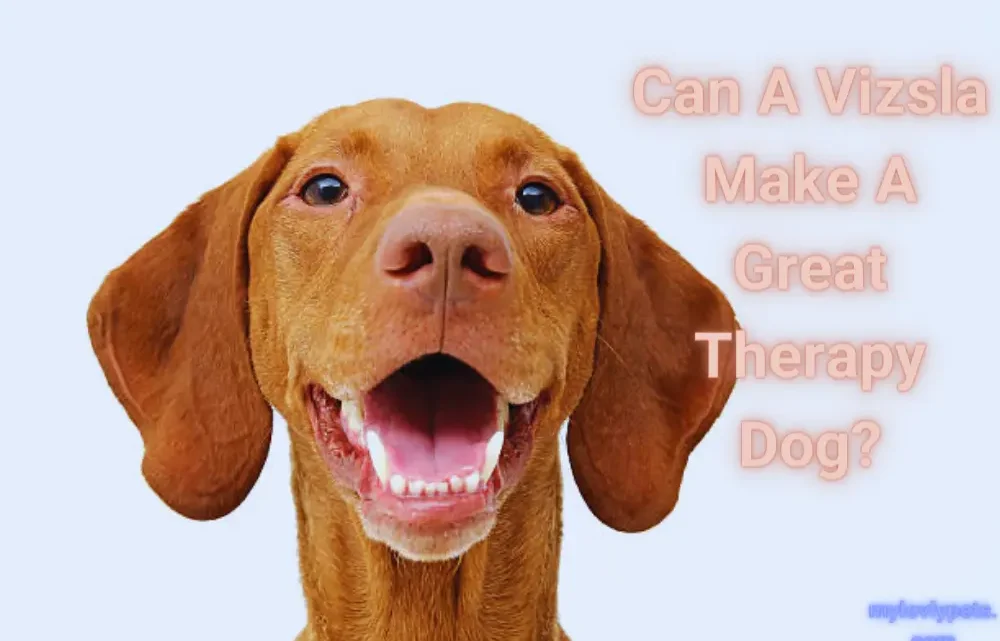 Can A Vizsla Make A Great Therapy Dog? Can A Vizsla Make A Great Therapy Dog?