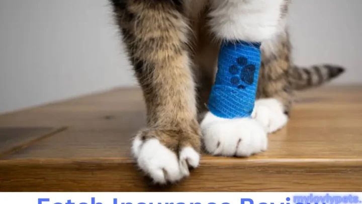 Fetch Insurance Review: Unveiling the Pros