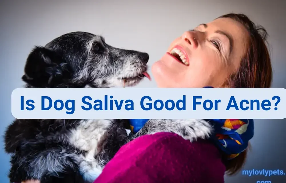 Is Dog Saliva Good for Acne? The Myth Busted Is Dog Saliva Good for Acne? The Myth Busted