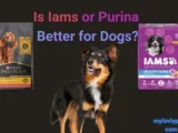 Is Iams or Purina Better for Dogs
