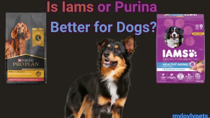 Is Iams or Purina Better for Dogs? Comprehensive Comparison