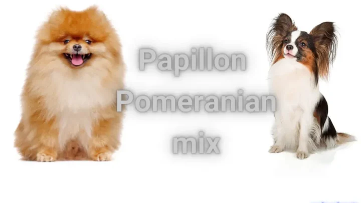 Papillon Pomeranian mix: A Delightful Designer Hybrid