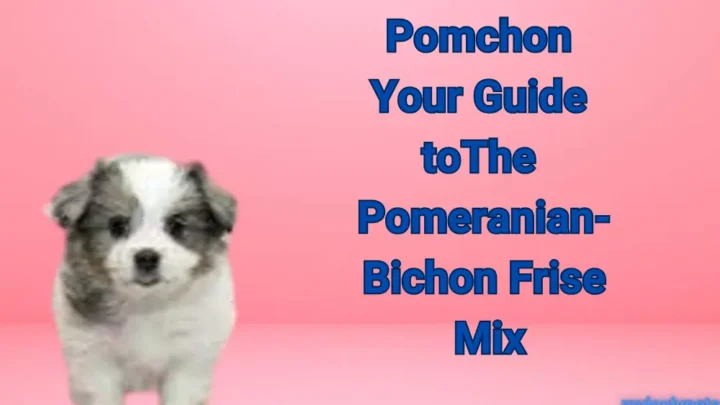 Pomchon: Your Guide to The Pomeranian-Bichon Frise Mix