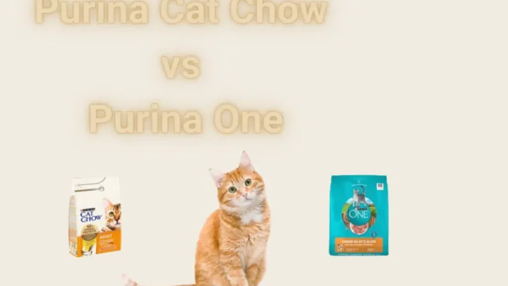 Purina Cat Chow vs Purina One: Making an Informed Choice