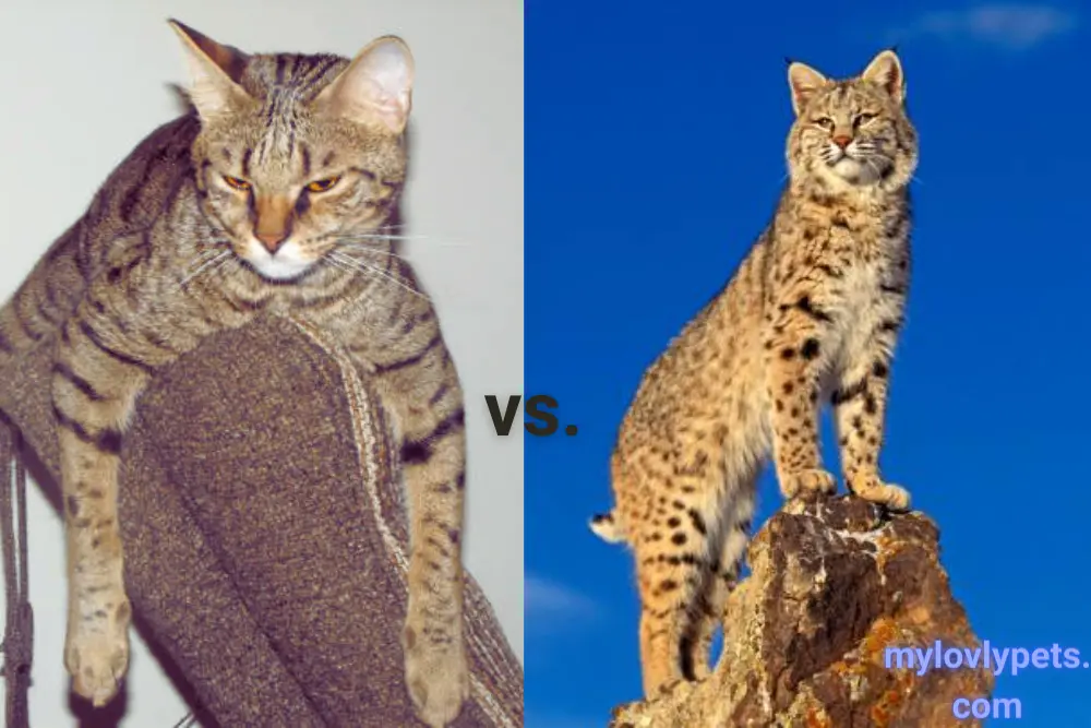 Savannah Cat vs. Bobcat