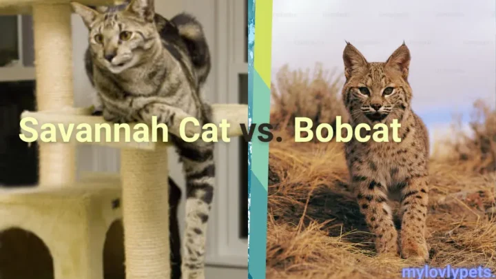 Savannah Cat vs. Bobcat: Key Differences and Similarities