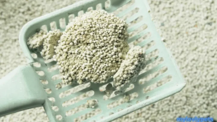 What Is Better Cat Litter Or Pellets? A Detailed Comparison