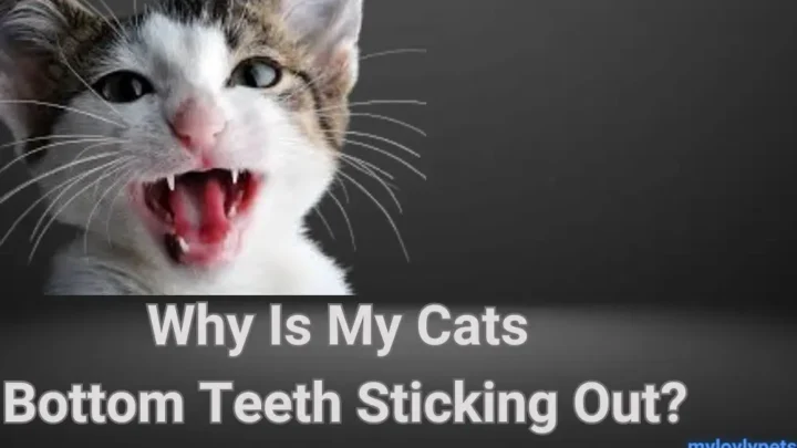 Why Is My Cats Bottom Teeth Sticking Out? Causes and Solutions