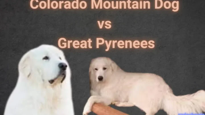 Colorado Mountain Dog vs Great Pyrenees