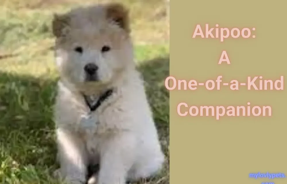 Akipoo: A One-of-a-Kind Companion Akipoo: A One-of-a-Kind Companion