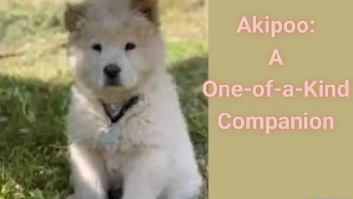 Akipoo: A One-of-a-Kind Companion