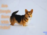 Are Corgis Born With Tails?