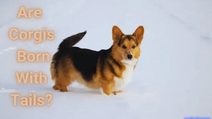 Are Corgis Born With Tails? A Tail of Two Breeds