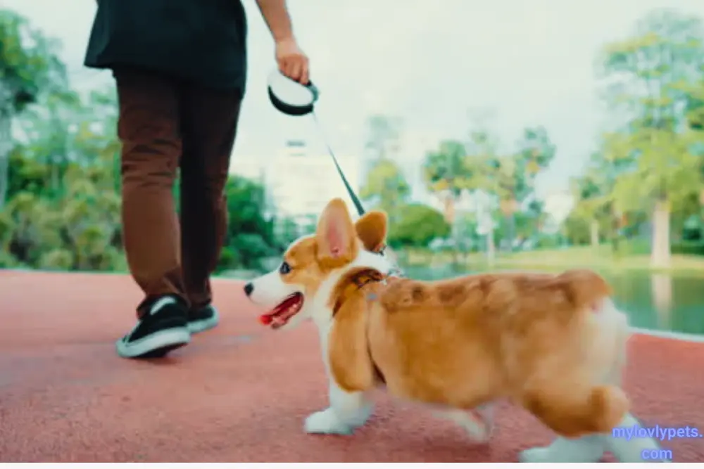 Are Corgis Born With Tails?