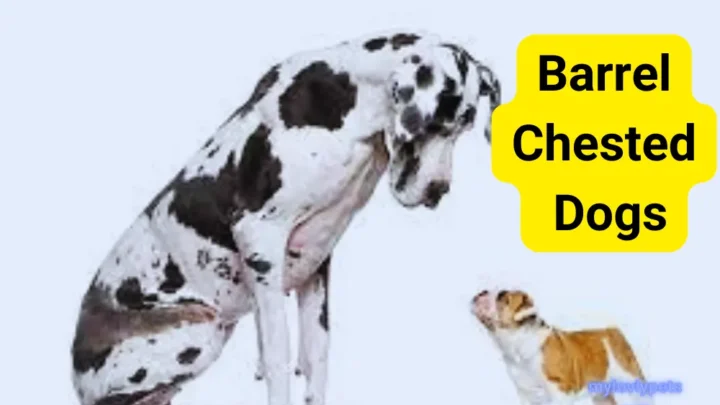 17 Barrel-Chested Dogs: Their Traits and Needs