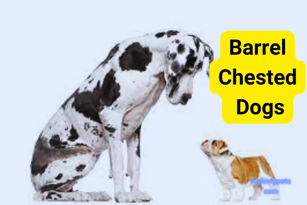 17 BarrelChested Dogs Their Traits and Needs