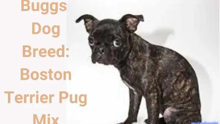 Buggs Dog Breed: Boston Terrier Pug Mix