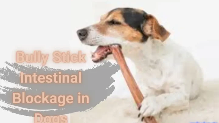 Bully Stick Intestinal Blockage in Dogs: Symptoms And Treatment