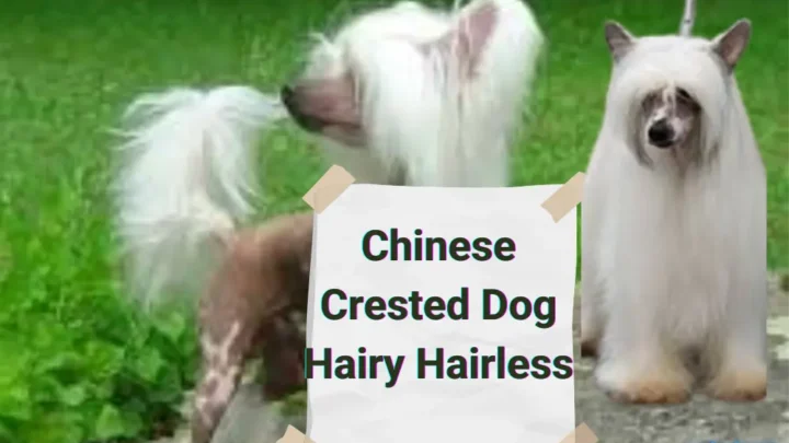 Chinese Crested Dog Hairy Hairless: A Breed Apart