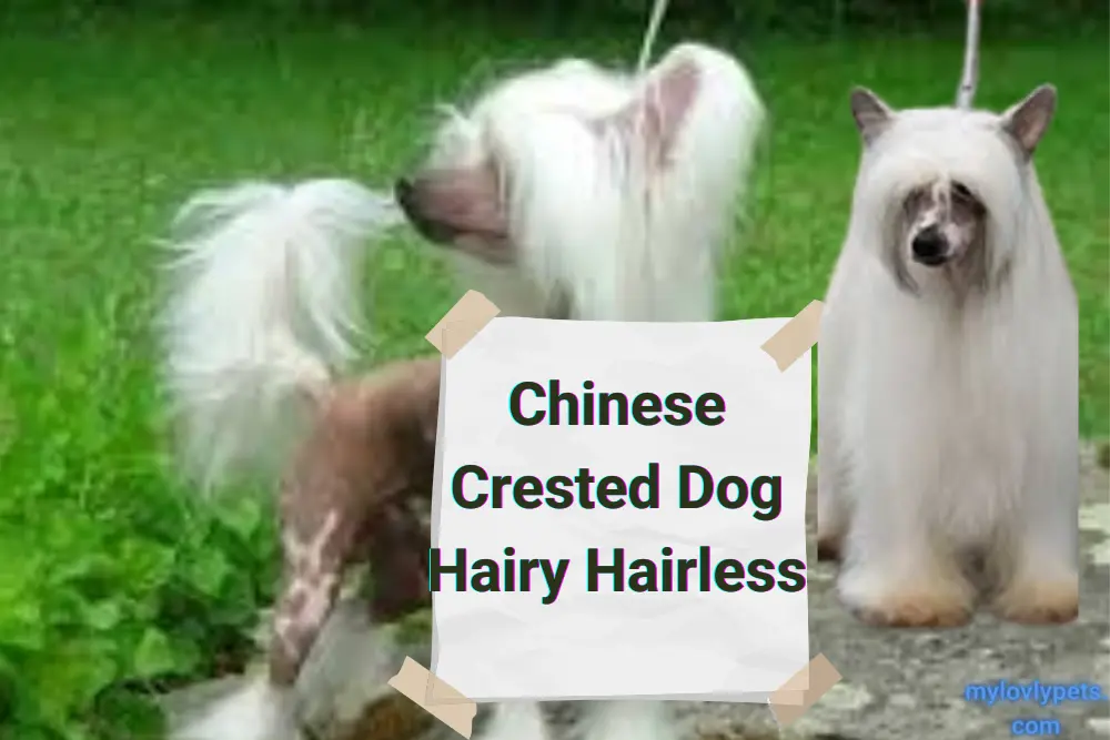 Chinese Crested Dog Hairy Hairless A Breed Apart