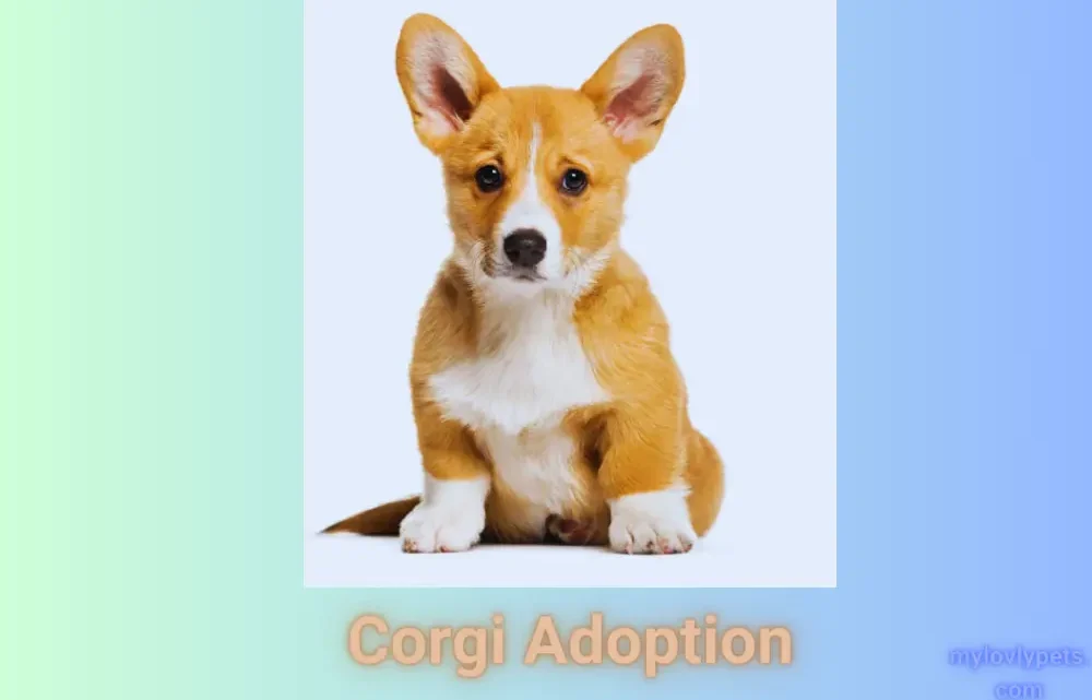 Corgi Adoption: Corgi Rescue Near Me Corgi Adoption: Corgi Rescue Near Me