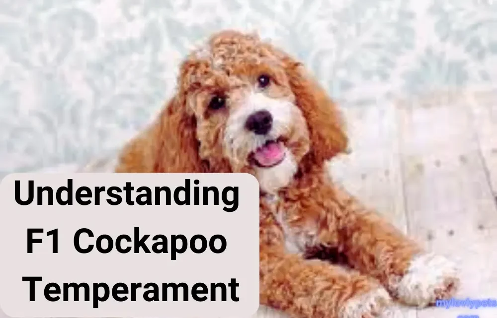 F1 Cockapoo Temperament: A Comprehensive Guide F1 Cockapoo Temperament: A Comprehensive Guide