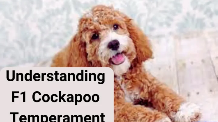 F1 Cockapoo Temperament: A Comprehensive Guide