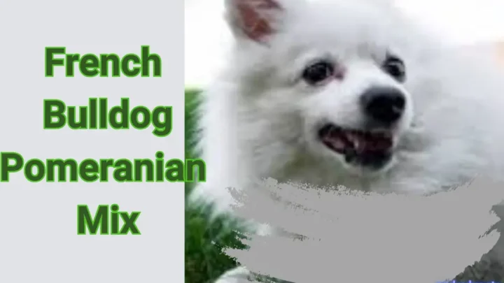 French Bulldog Pomeranian Mix: A Guide to the Pomerdog Breed