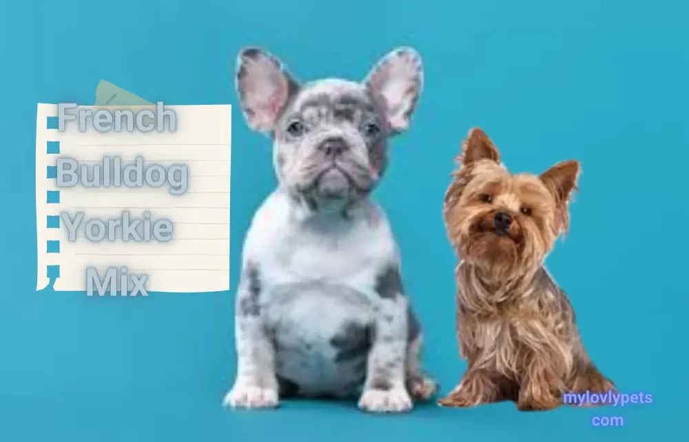 French Bulldog Yorkie Mix: A Complete Guide French Bulldog Yorkie Mix: A Complete Guide