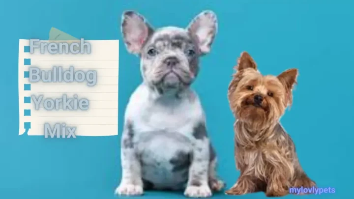 French Bulldog Yorkie Mix: A Complete Guide
