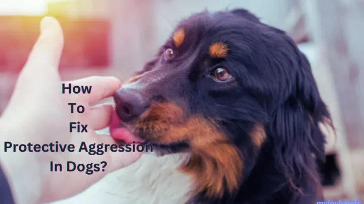 How To Fix Protective Aggression In Dogs?