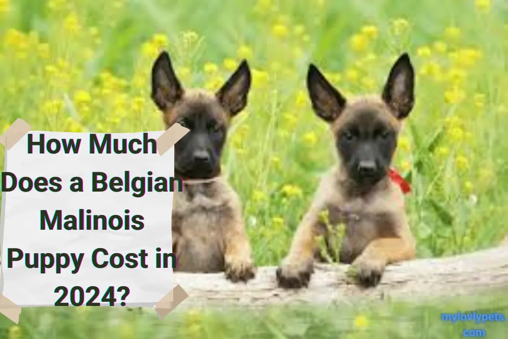How Much Does A Belgian Malinois Puppy Cost?(In 2024)