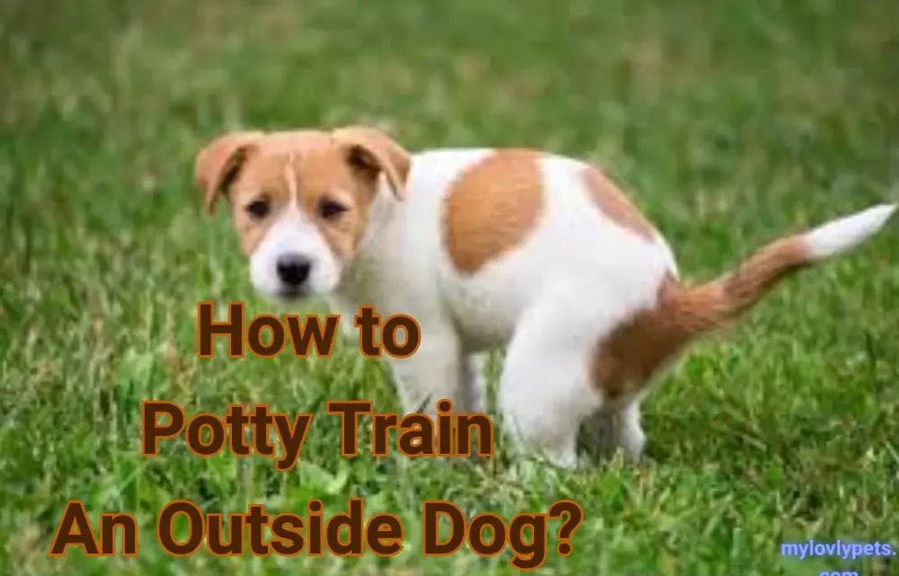 How to Potty Train An Outside Dog? How to Potty Train An Outside Dog?