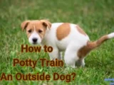 How to Potty Train An Outside Dog?