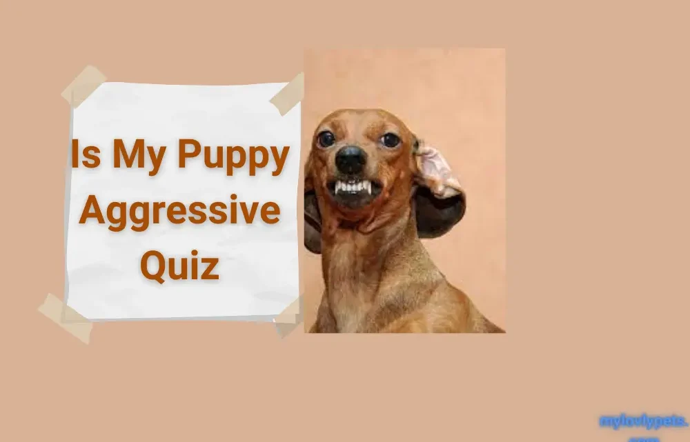 Is My Puppy Aggressive? Take This Quiz to Find Out! Is My Puppy Aggressive? Take This Quiz to Find Out!