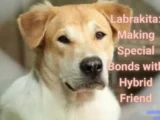 Labrakita: Making Special Bonds with Hybrid Friend