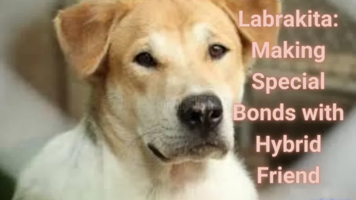 Labrakita: Making Special Bonds with Hybrid Friend