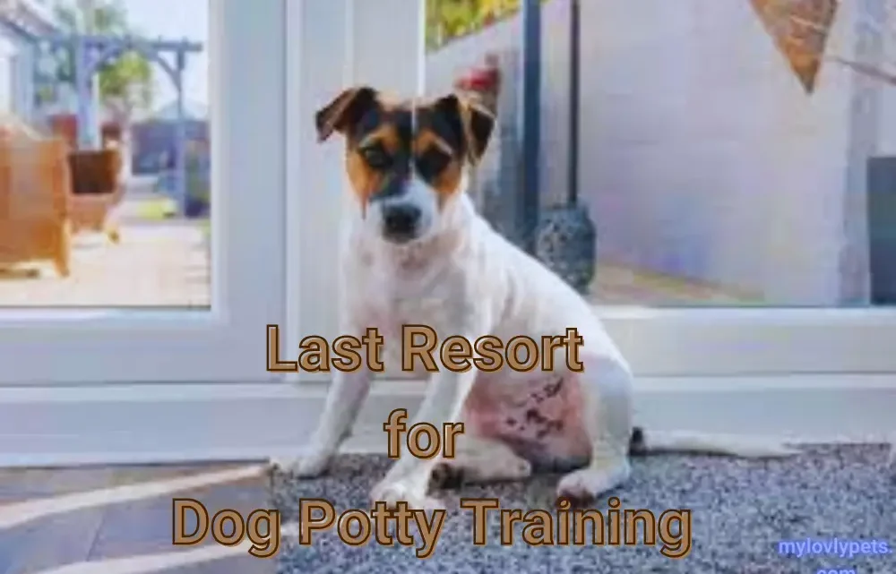 Last Resort for Dog Potty Training Last Resort for Dog Potty Training