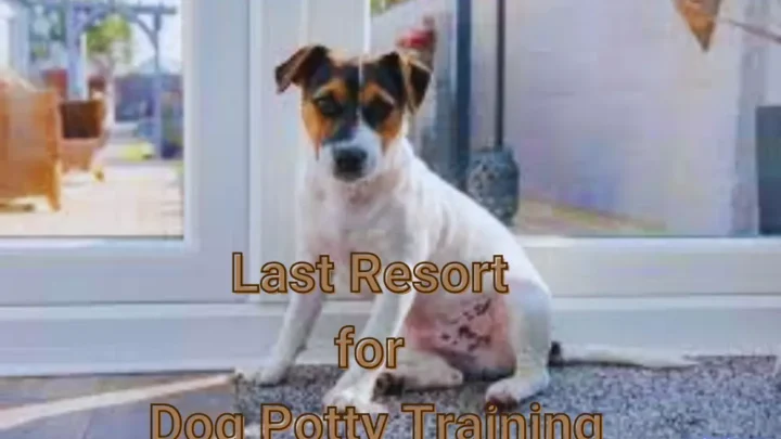 Last Resort for Dog Potty Training
