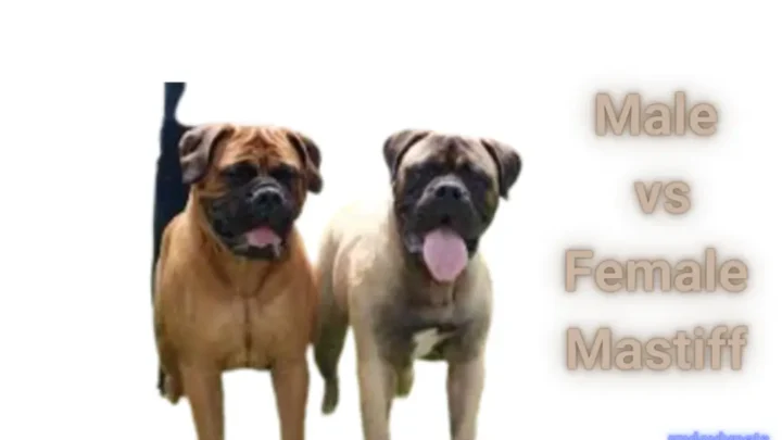 Male vs Female Mastiff: A Comprehensive Guide