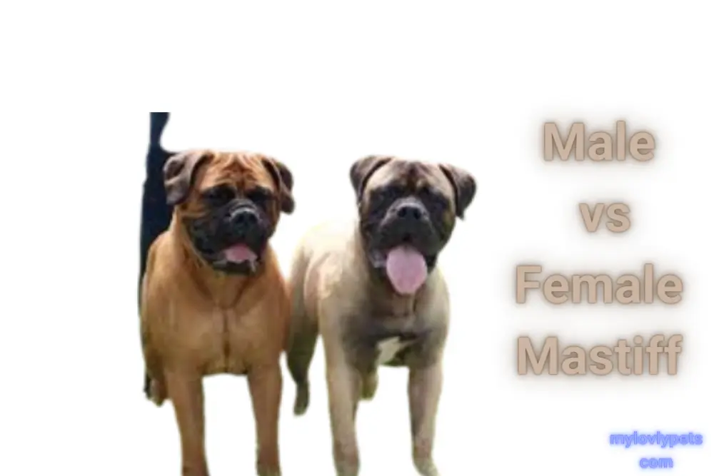 Male vs Female Mastiff: A Comprehensive Guide