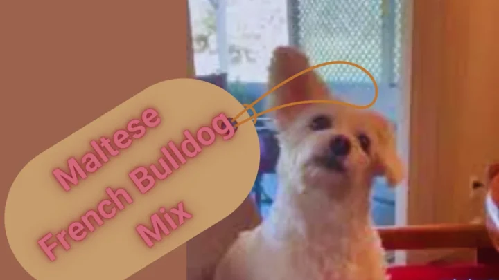 Maltese French Bulldog Mix: Your Guide to an Adorable Companion