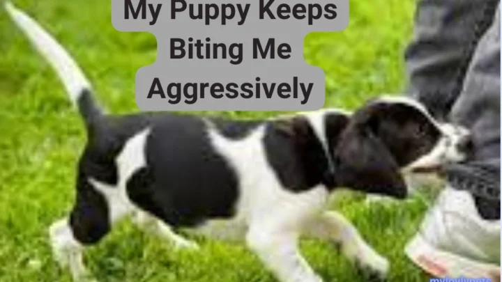 My Puppy Keeps Biting Me Aggressively: Tips for Pet Owners