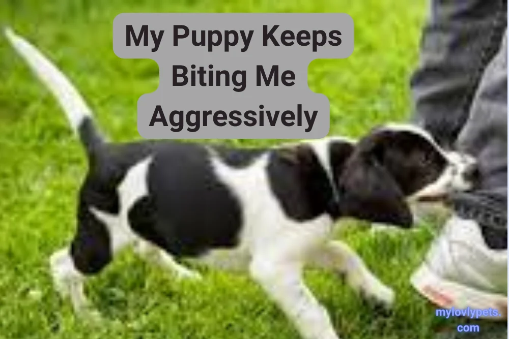 My Puppy Keeps Biting Me Aggressively Tips for Pet Owners