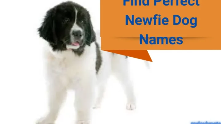 Newfie Dog Names: Finding the Perfect Moniker