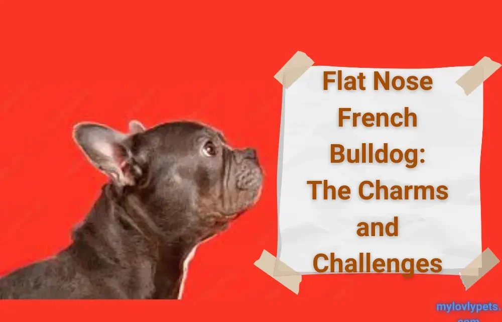 Flat Nose French Bulldog: The Charms and Challenges Flat Nose French Bulldog: The Charms and Challenges