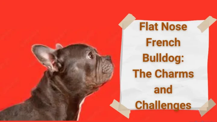 Flat Nose French Bulldog: The Charms and Challenges