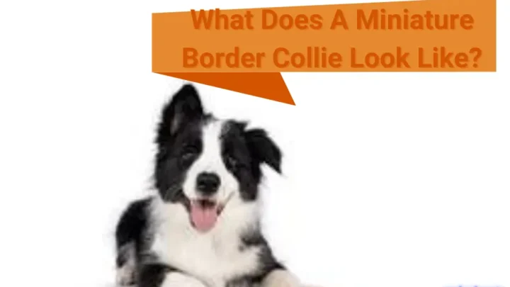 What Does A Miniature Border Collie Look Like?