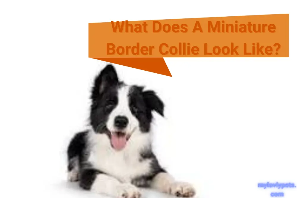 What Does A Miniature Border Collie Look Like
